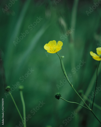 Beautiful wild flowers in nature close-up macro.