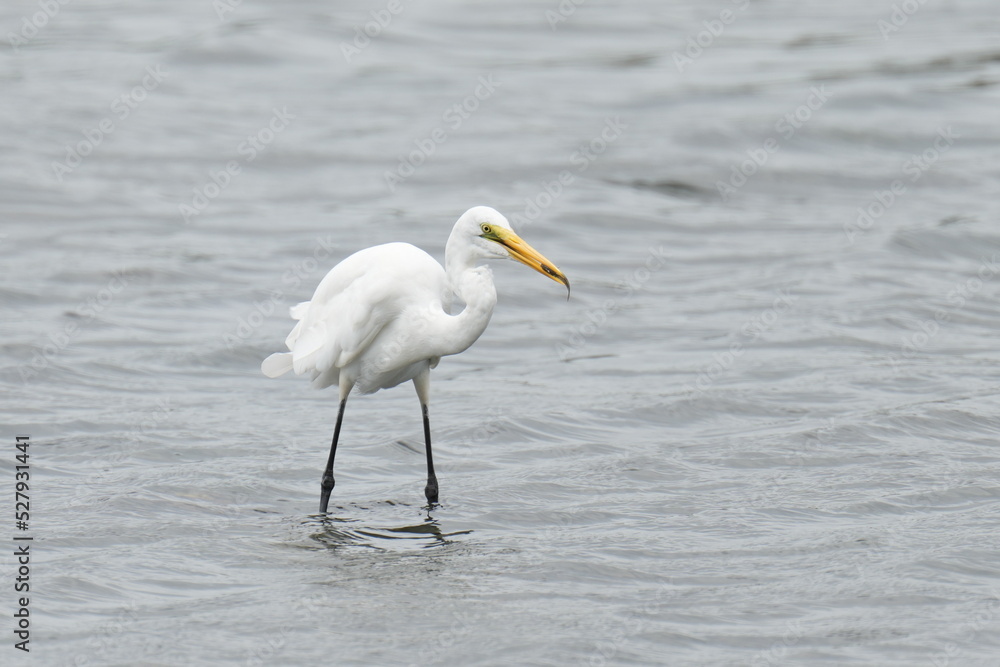 egret in a seashore egret in a seashore