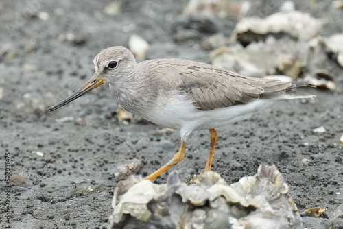 terek sandpiper in a seashore photo