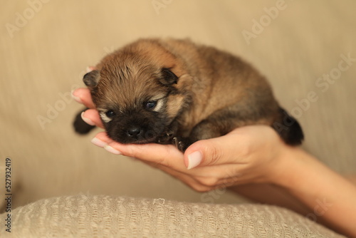 girl holds in her hands a newborn puppy of a pomeranian shpiz © pavlovski