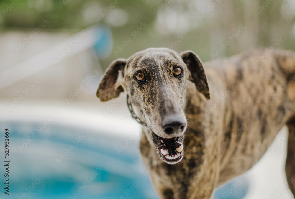 Brindle greyhound barking in a garden with a swimming pool Brindle greyhound barking in a garden with a swimming pool