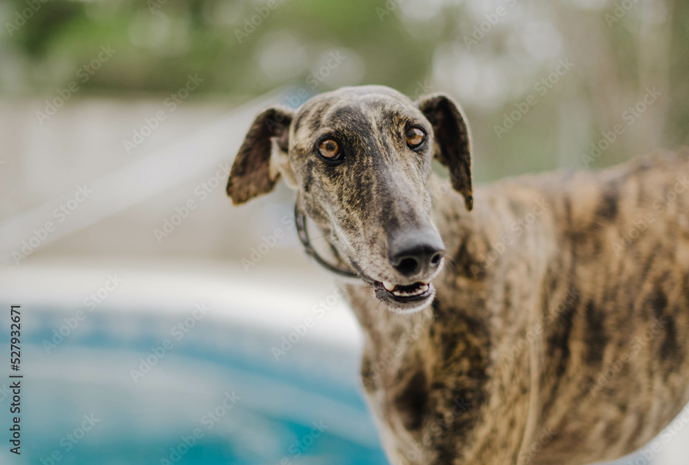 Brindle greyhound standing in front of a swimming pool