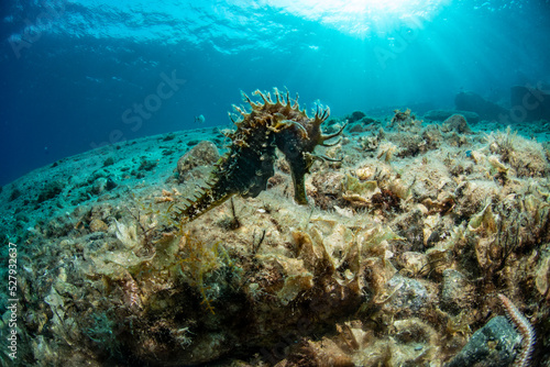 seahorse hiding among the algae