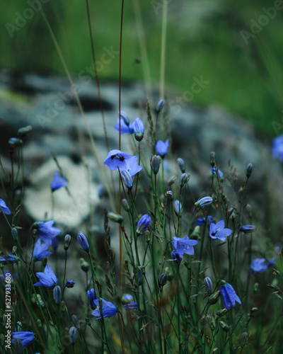 Beautiful wild flowers in nature close-up macro.