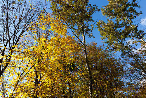 yellowed maple foliage on trees in the autumn season