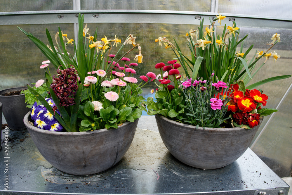 Fototapeta premium Kwiaty w doniczkach.