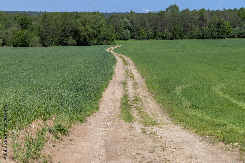 A rural dirt road in a field with plants