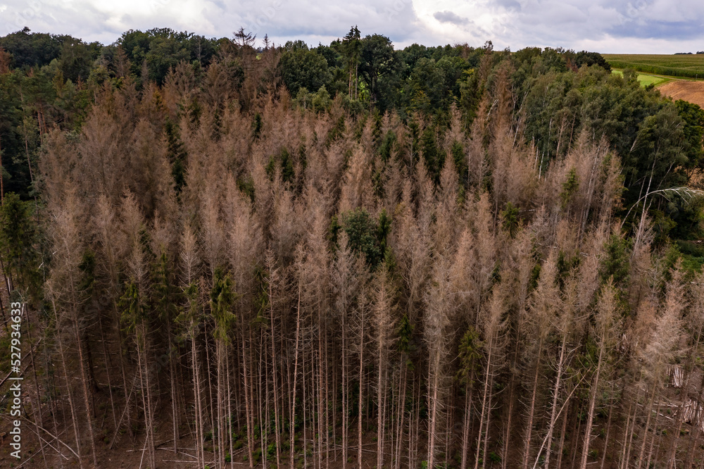 An aerial photo of sick conifers in the German forest is a sign of climate change