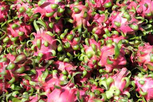 Dragon fruit farm in Vietnam.