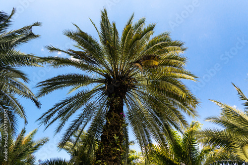 Palm tree againt the blue sky in the Inhotim Park at Brumadinho  Minas Gerais State  Brazil.