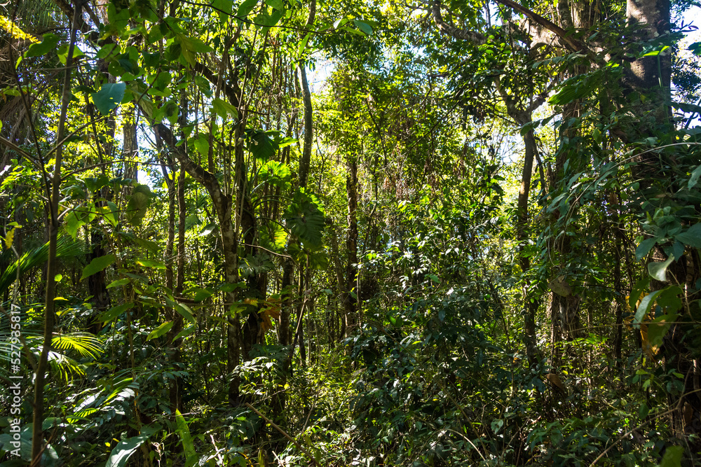 Trees in a mini forest at Inhotim Park at Brumadinho, State of Minas Gerais, Brazil. Trees in a mini forest at Inhotim Park at Brumadinho, State of Minas Gerais, Brazil.