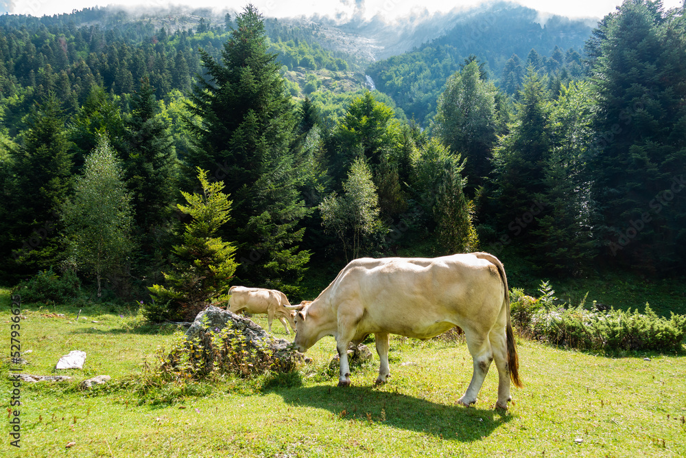 Fototapeta premium cows in the mountains