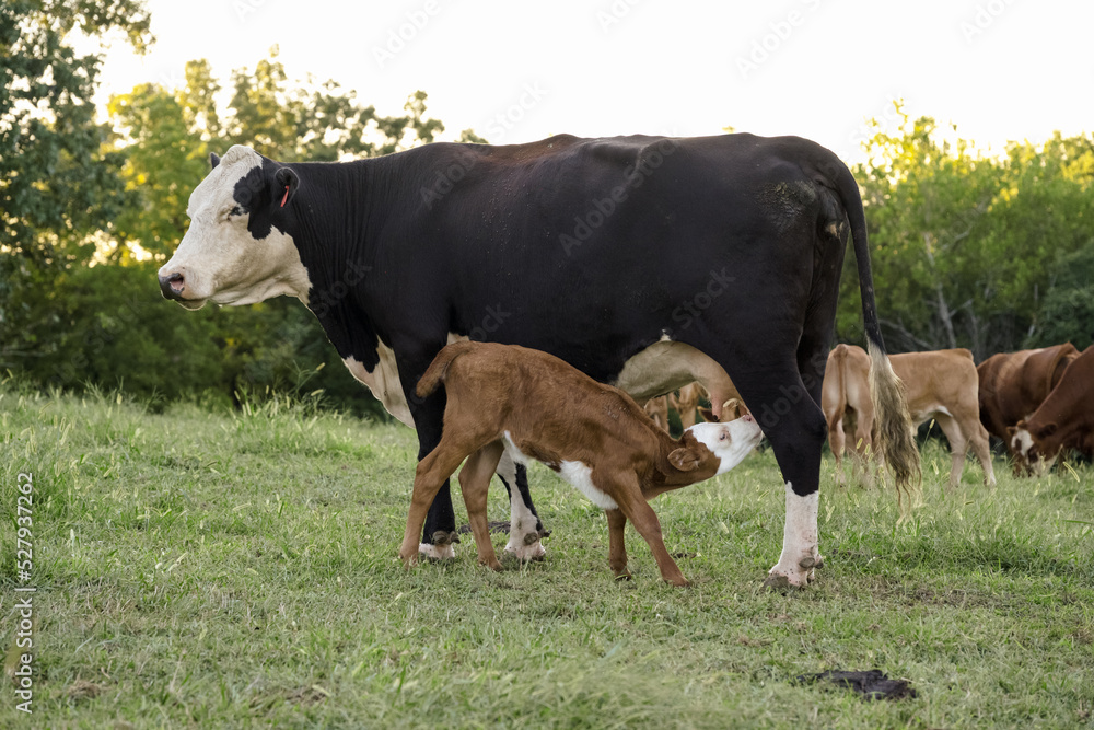 Cattle Heard of Black Angus, Hereford and Gelbieh Cows in Missouri green Pasture with Trees. Cattle Heard of Black Angus, Hereford and Gelbieh Cows in Missouri green Pasture with Trees.