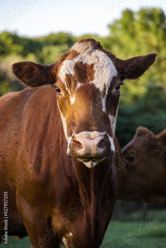 Hereford Cattle with Calf © Schaefer Photography