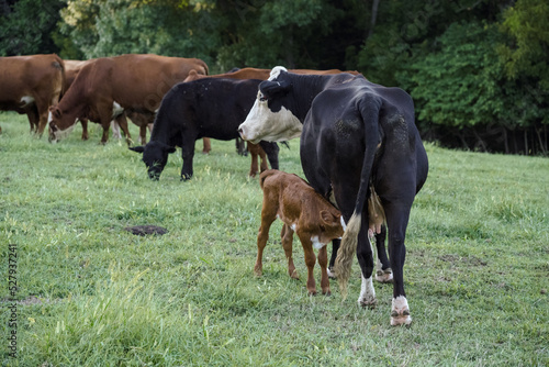Cattle Heard of Black Angus, Hereford and Gelbieh Cows in Missouri green Pasture with Trees.