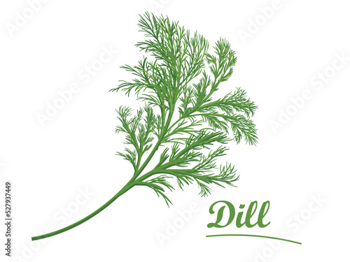 Fresh dill on white background, isolated