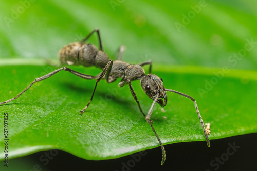 close up macro harvester ant or black ant on green leaf with black background
