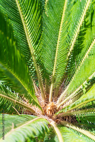 Juicy green leaves of cycas revoluta palm tree in sunlight