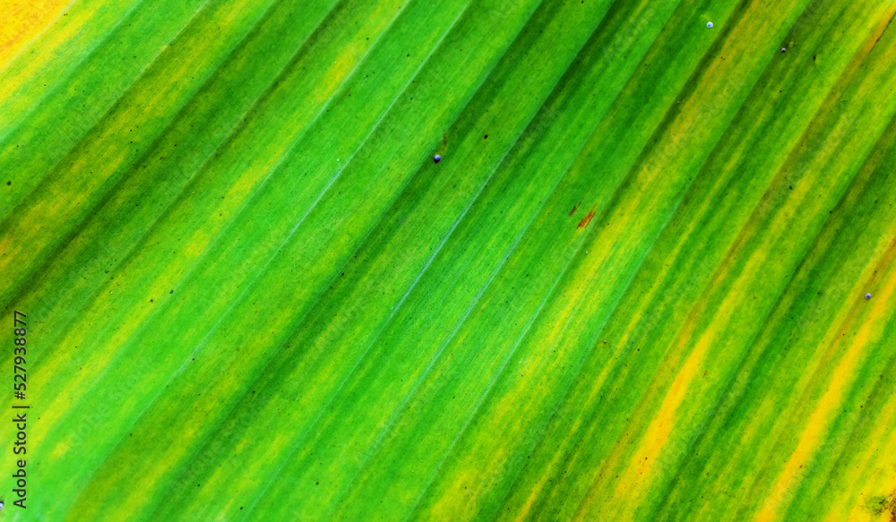 green leaf background green leaf background