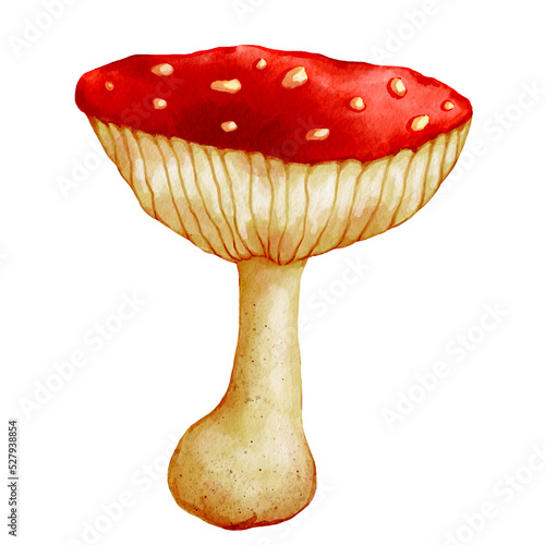 Red mushroom fly agaric.Watercolor illustration of a poisonous plant.