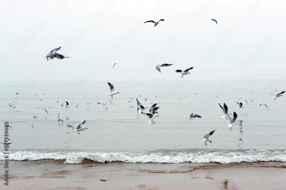 A flock of seagulls flying by the sea