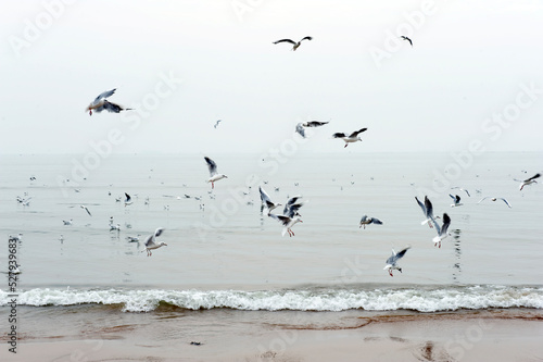 A flock of seagulls flying by the sea