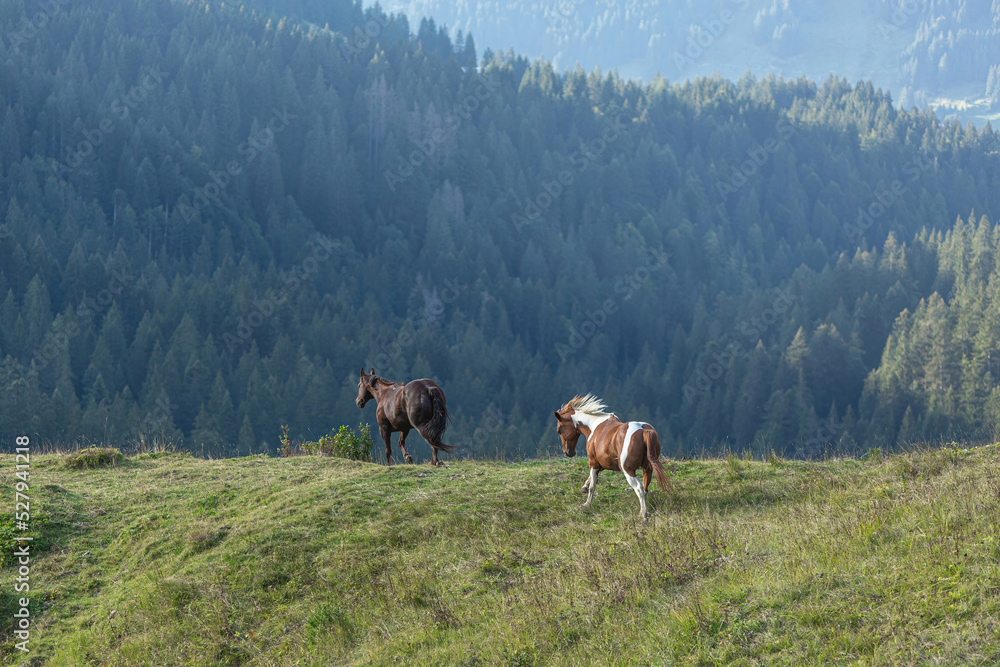 Beautiful mountain scenery: Portrait of a herd of horses on a mountain pasture