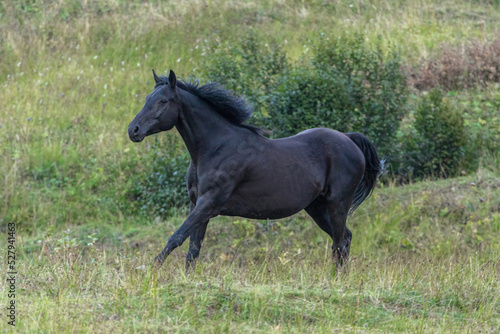 Portrait of a black horse running across a pasture in summer outdoors