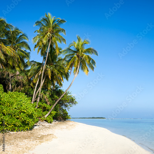 Tropical island with palm trees in summer