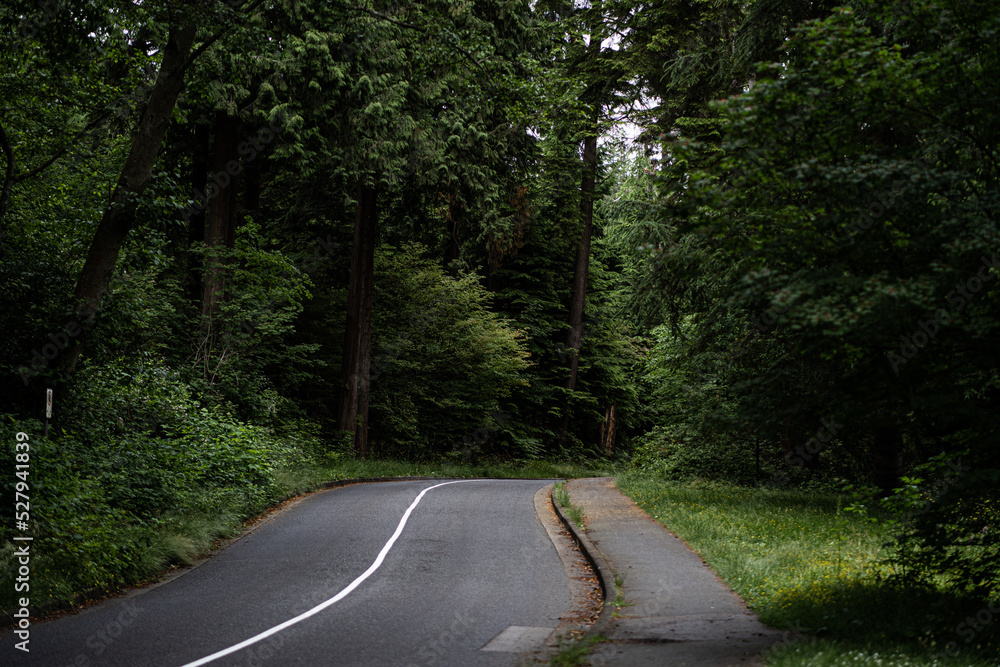 road in the woods