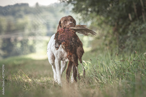 Fotografia Working dog: Portrait of a braque francais hound retrieving a pheasant during hu