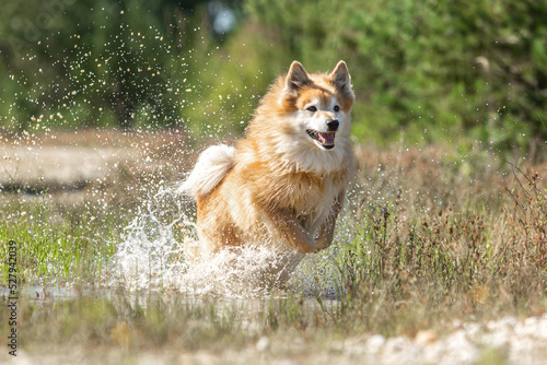 Portrait of a male icelandic sheepdog running through water in late summer outdoors