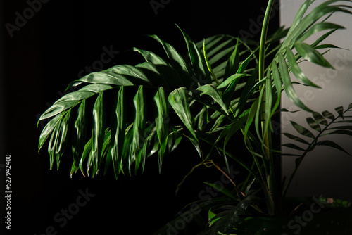 Folhagens verdes, plantas photo