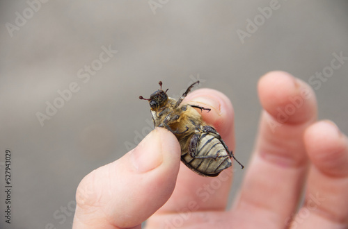 Polyphylla fullo, big beautiful rare beetle. Close up.  photo