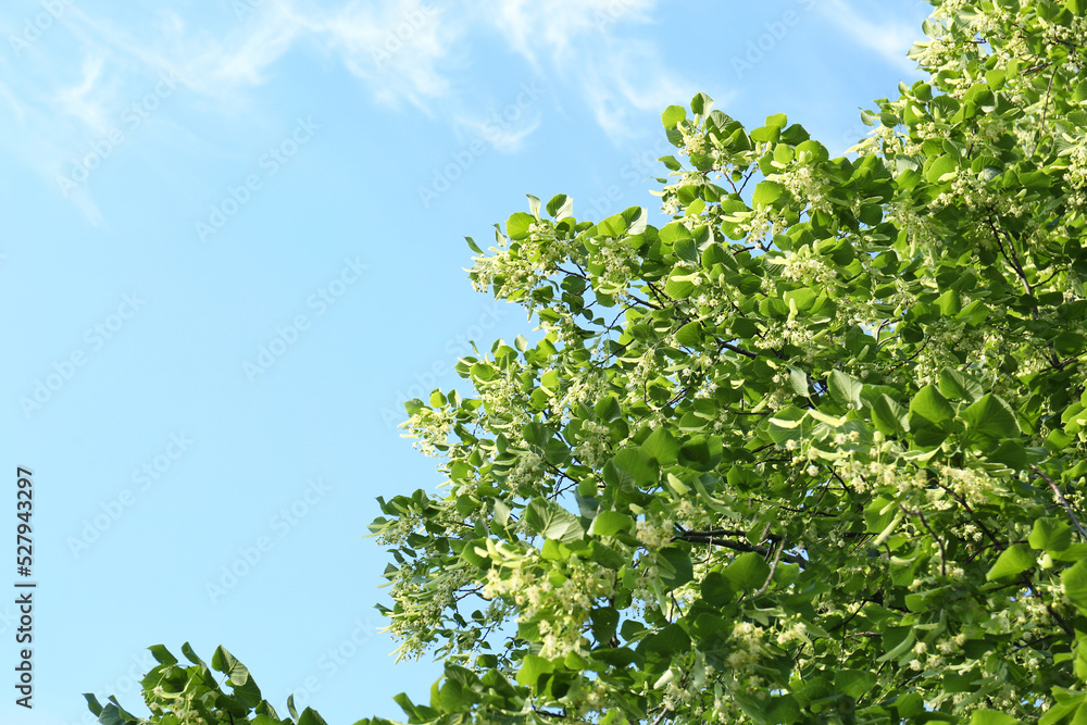 Beautiful linden tree with blossoms and green leaves against blue sky, low angle view. Space for text Beautiful linden tree with blossoms and green leaves against blue sky, low angle view. Space for text