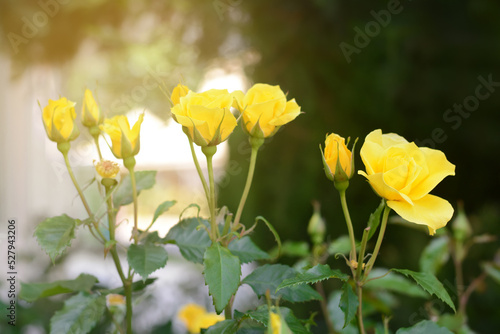 Fototapeta Naklejka Na Ścianę i Meble -  Beautiful yellow rose flowers blooming outdoors on sunny day