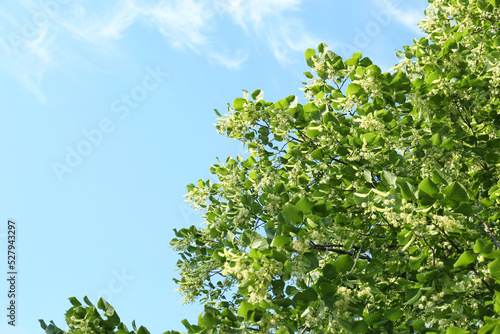 Beautiful linden tree with blossoms and green leaves against blue sky, low angle view. Space for text