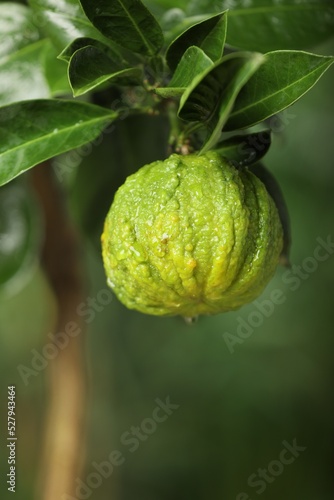 Closeup view of bergamot tree with fruit outdoors