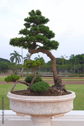 bonsai with branches and stems in a plant pot sky backdrop.