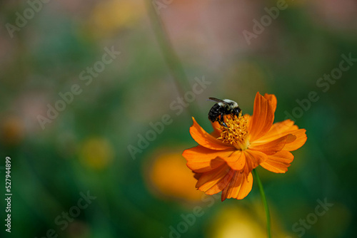 Honeybee collecting pollen from flower.  © Filip