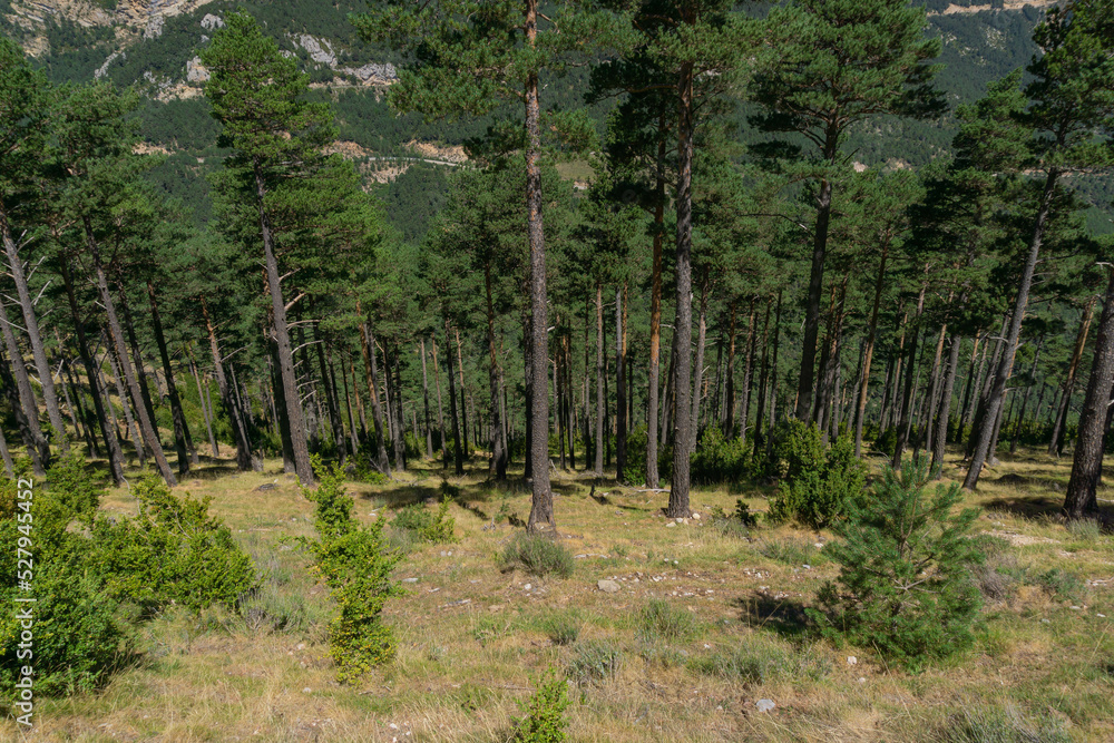 Landscape of pines in a mountain of Lerida Landscape of pines in a mountain of Lerida