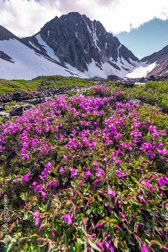 Incredible bright pink & purple wild flower scenes in northern Canada. 