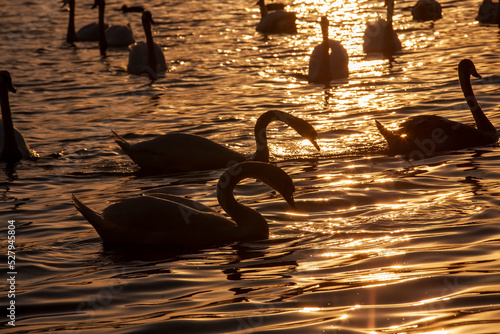 White swans floating in the lake during sunset