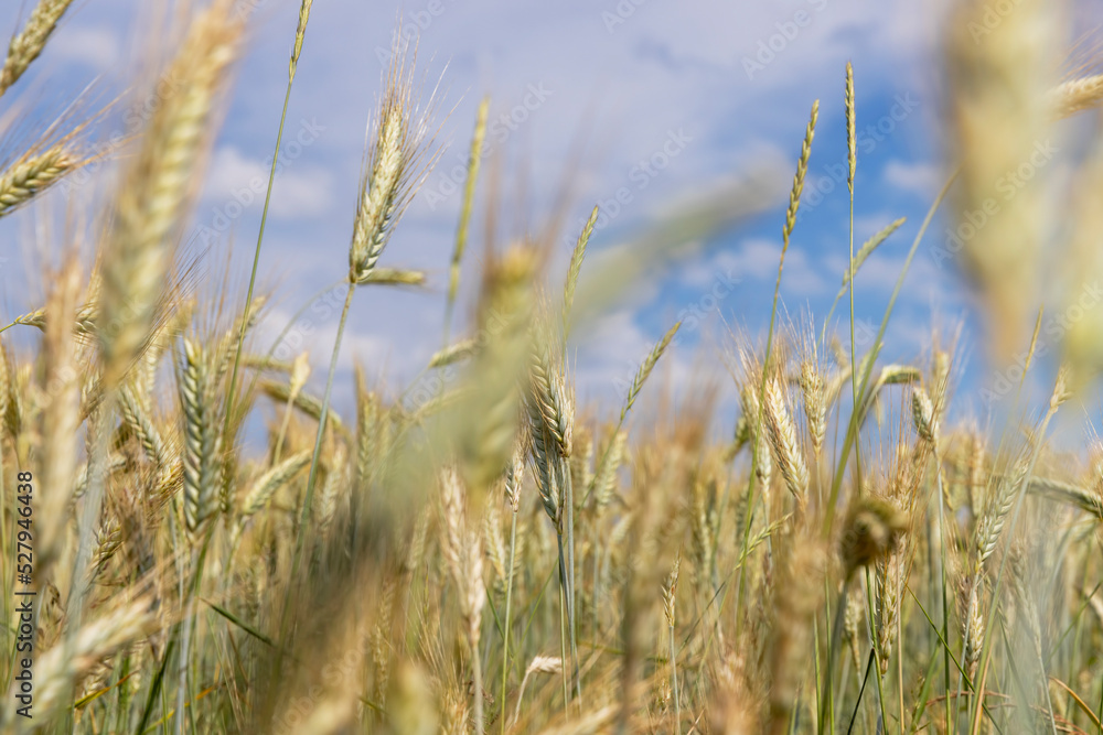 Fototapeta premium Agricultural wheat field with unripe wheat