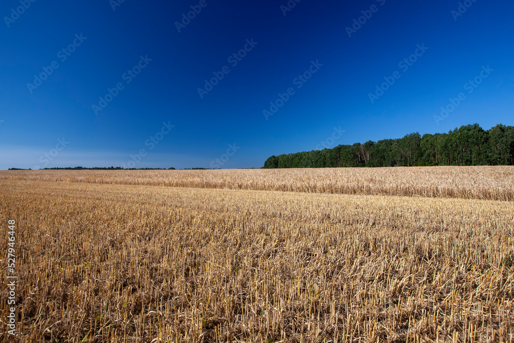 Wheat field with unripe wheat swaying in the wind Wheat field with unripe wheat swaying in the wind