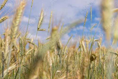 Agricultural wheat field with unripe wheat