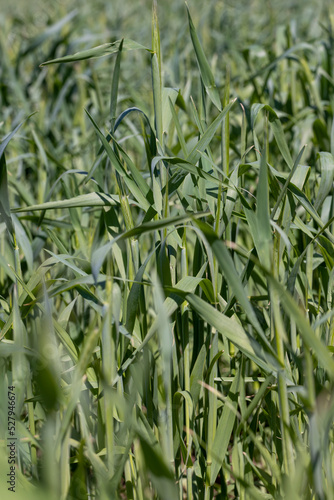 An agricultural field where green cereals grow