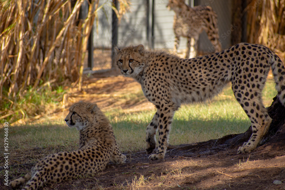 Naklejka premium 2 cheetah on the ground