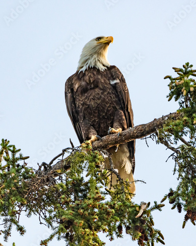 Bald eagle seen in wild, outdoor environment with blue sky background. 