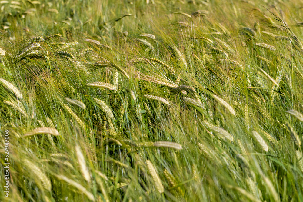 An agricultural field where cereals are grown to harvest grain An agricultural field where cereals are grown to harvest grain